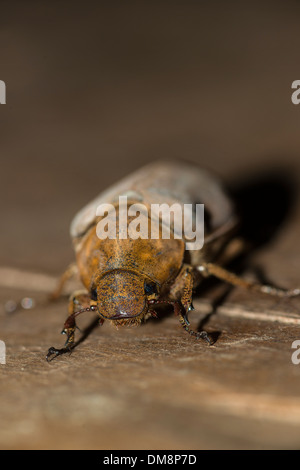 Weibliche Kokosnuss Käfer auf dem Boden kriechen Stockfoto