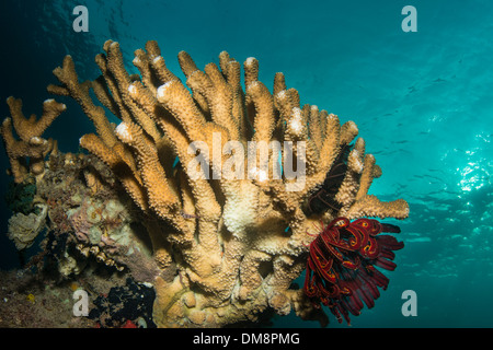Unterwasserlandschaft mit Hartkorallen und Haarsterne Stockfoto