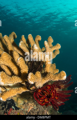 Unterwasserlandschaft mit Hartkorallen und Haarsterne Stockfoto