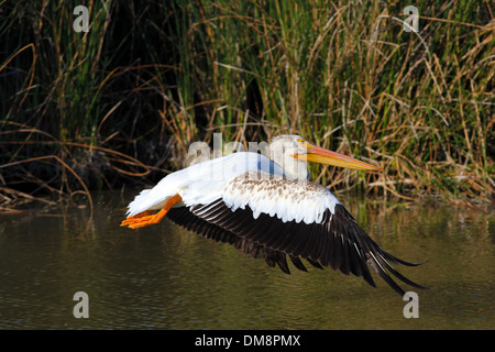 amerikanische Pelikan Einnahme Flug Stockfoto