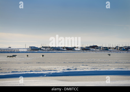 Zwei Sätze von Eisbär Sauen und Jungtiere auf Kaktovik Lagune mit Eskimo Dorf Kaktovik Alaska USA auf der Beaufort-See arktische Ozean von Barter Island Stockfoto