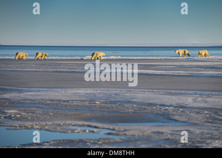 Zwei Sätze von Eisbär Sau und Jungen treffen einander am zugefrorenen Lagune in Kaktovik Alaska USA Beaufortsee Nordpolarmeer von Barter Island Stockfoto