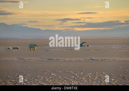 Zwei Sätze von Eisbär Sauen und Jungtiere auf gefrorenen Kaktovik Lagune Alaska USA mit Brooks Range Bergen von Barter Island Stockfoto