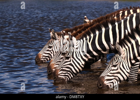 Zebras Kurven bis zu trinken Wasser im Serengeti National Park ein UNESCO-Weltkulturerbe in Tansania, Ostafrika Stockfoto