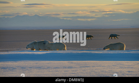 Zwei Sätze von polar bear Sau und jungen gegenseitig Weitergabe Kaktovik Lagune Alaska USA Barter Island Stockfoto