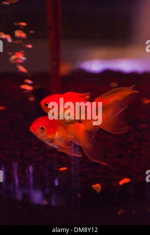 Goldfisch (Carassius Auratus Auratus) schwimmen in einem kleinen Tank am RAYONG AQUARIUM - RAYONG, THAILAND Stockfoto