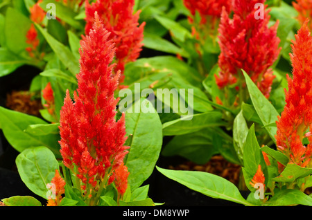 Bunte Hahnenkamm Blumen Stockfoto