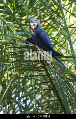 Hyazinth-Ara (Anodorhynchus Hyacinthinus) Fütterung auf eine Handfläche-Nuß, The Pantanal Mato Grosso, Brasilien Stockfoto