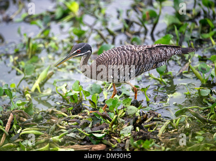 Pantropisch (Heliornis Fulica) oder amerikanische Finfoot, das Pantanal, Mato Grosso, Brasilien Stockfoto