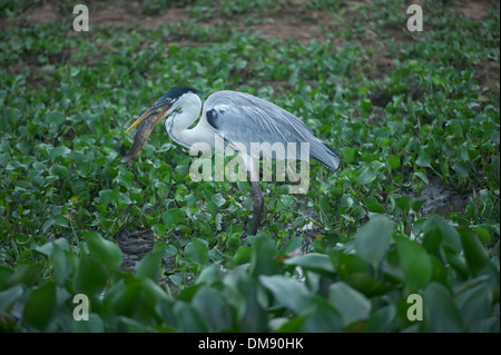 Cocoi Heron (Ardea Cocoi) ernähren sich von Fischen, das Pantanal Mato Grosso, Brasilien Stockfoto