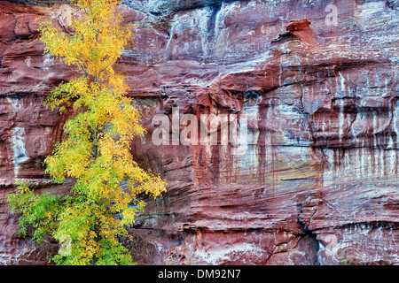 Mineralische Seep erzeugt spektakuläre Muster unter die Sandsteinwände in Zion National Park in Utah. Stockfoto