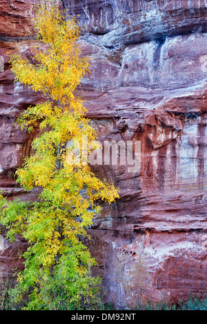 Mineralische Seep erzeugt spektakuläre Muster unter die Sandsteinwände in Zion National Park in Utah. Stockfoto