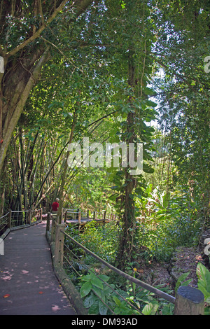 Eintrag zu Fuß in Hawaii Tropical Botanical Garden kuppelt Besucher durch dichten Laub in Richtung Onomea Bay. Stockfoto