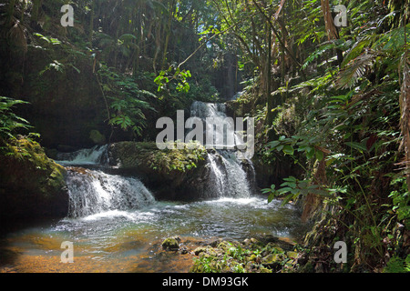 Onomea Wasserfälle hinzufügen die Dimension der rauschenden Wasser zu Hawaii Tropical Botanical Garden Stockfoto