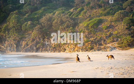Australische gebürtige Känguru Familie versammeln sich am Strand in der Morgendämmerung auf Stradbroke Island Stockfoto