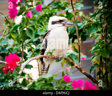 Australische gebürtige Kookaburra thront auf einem Ast Stockfoto