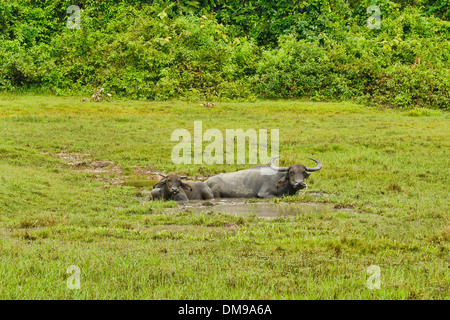 Wasserbüffel wälzen auf Koh Sukorn Insel in Thailand Stockfoto