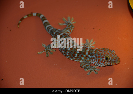 Nahaufnahme einer Eidechse auf einer roten Wand in Thailand Stockfoto