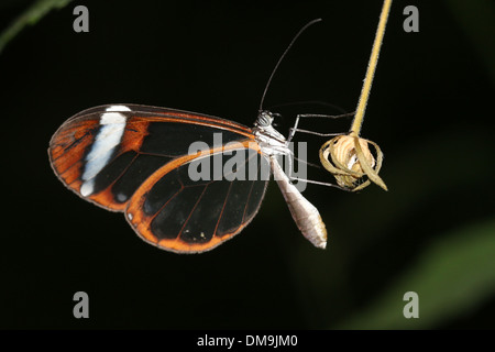 South American Glasswinged Schmetterling oder Clearwing (Greta Oto) Stockfoto