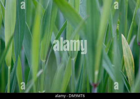 Grün, grün, Feld, Mais, Blüte, Frühling, Ernte, Bosnien, Hintergrund Stockfoto