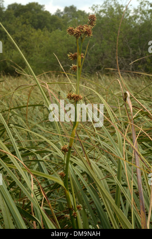 Großen Fen-Segge, Cladium mariscus Stockfoto