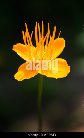 Nahaufnahme der gelbe Globeflower (Trollius Chinensis) 'Golden Queen' Stockfoto