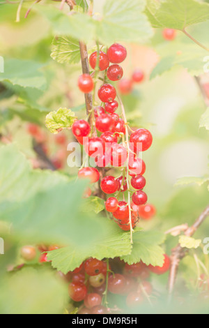 Ruhigen Sommer-Szene im Garten. Busch mit Beeren reifen roten Johannisbeeren und Sonnenlicht. Stockfoto