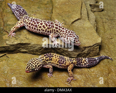 Leopardgeckos auf Felsen Stockfoto