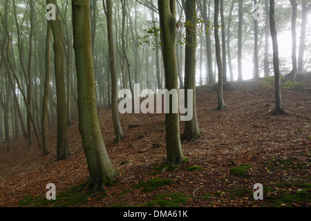 Buche-Wald im frühen Herbst Nebel. Stockfoto