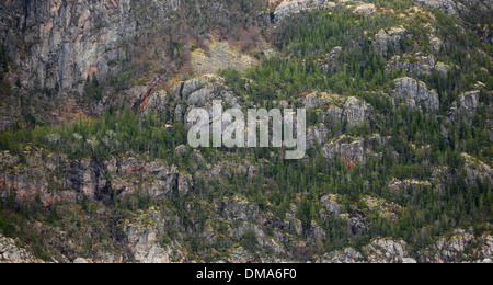 Norwegischer Natur Hintergrundtextur. Kleine Bäume und Moos wachsen auf küstennahen Felsen im Frühjahr Stockfoto