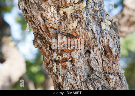 Mastixstrauch, Insel Chios, Nord-Ost-Ägäis, Griechenland, Europa Stockfoto