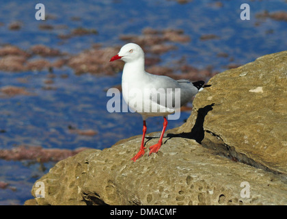 Eine Möwe in Dee Why Beach, Sydney, Australien. Stockfoto