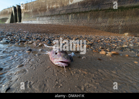Eine ausgenommene Dorsche Kopf angespült am Strand von Hastings, East Sussex. GB Stockfoto