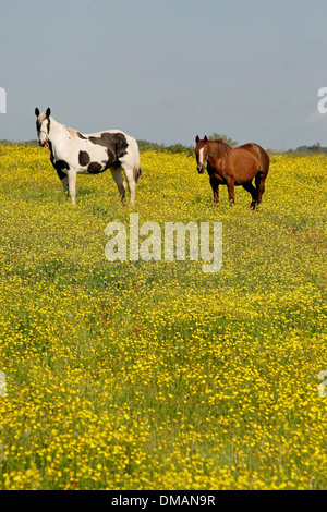 Zwei Pferde grasen in einem Feld von Butterblumen in der Nähe von Newent in Gloucestershire sonniges Wetter in Gloucestershire. 03.06.13 Stockfoto