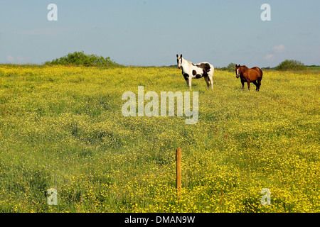 Zwei Pferde grasen in einem Feld von Butterblumen in der Nähe von Newent in Gloucestershire sonniges Wetter in Gloucestershire. 03.06.13 Stockfoto