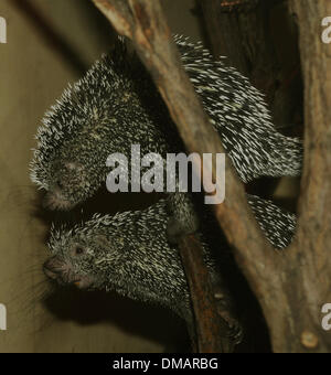 Erwachsenen paar brasilianisches Stachelschwein, Coendou Prehensilis, sieht man im Zoo Pilsen, Tschechische Republik, 13. Dezember 2013. (CTK Foto/Petr Eret) Stockfoto