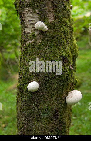 Nahaufnahme des Pilzes Piptoporus betulinus, der auf Silberbirke wächst England Großbritannien GB Großbritannien Stockfoto