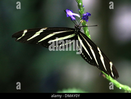 Zebra Longwing oder Zebra Heliconian Schmetterling (Heliconius Charithonia), die Nahrungssuche auf eine blaue Blume Stockfoto