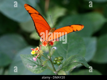 Nahaufnahme der Orange Julia Longwing oder Julia Butterfly (Dryas Iulia) Fütterung aus einer Blume Stockfoto