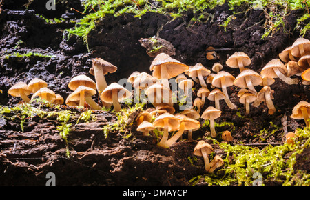 Kleine Pilze im Regenwald, Thailand. Stockfoto