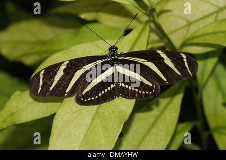 Zebra Longwing oder Zebra Heliconian Schmetterling (Heliconius Charithonia) Stockfoto