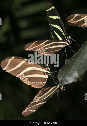 Trio von Zebra Longwing oder Zebra Heliconian Schmetterlinge (Heliconius Charithonia) in einem Schmetterlingsgarten Stockfoto