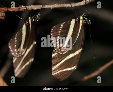 Zebra Longwing oder Zebra Heliconian Schmetterling (Heliconius Charithonia) Stockfoto