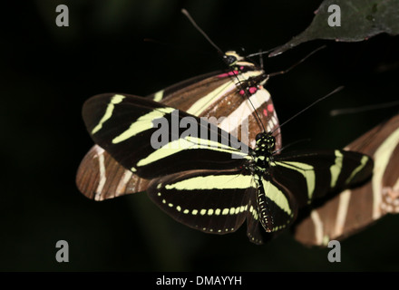 Zebra Longwings oder Zebra Heliconian Schmetterling (Heliconius Charithonia) im Flug Stockfoto