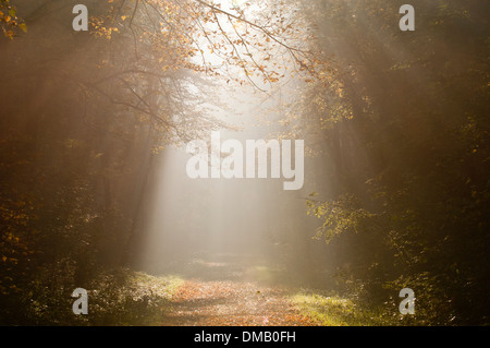 Sonnenstrahlen in einem herbstlichen Wald Stockfoto