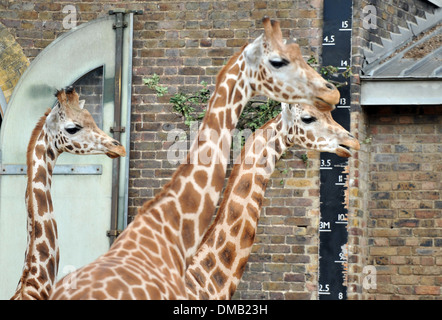 Giraffen während der jährlichen Waage im ZSL London Zoo Tierpfleger sind packte ihre Skalen und für Maßbänder als sie erreichen Stockfoto