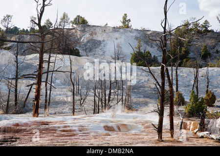 Oberen Terrassen mit toten Bäumen von heißen Quellen Mammoth Springs Yellowstone Nationalpark Wyoming getötet. USA LA007029 Stockfoto