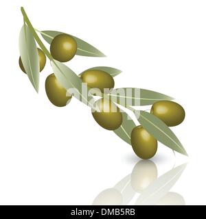 Olive Stock Vektor