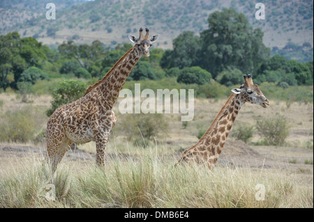 Maasai Giraffe - Masai Giraffe (Giraffa Plancius Tippelskirchi) paar ruht in der Savanne Masai Mara - Kenia Stockfoto