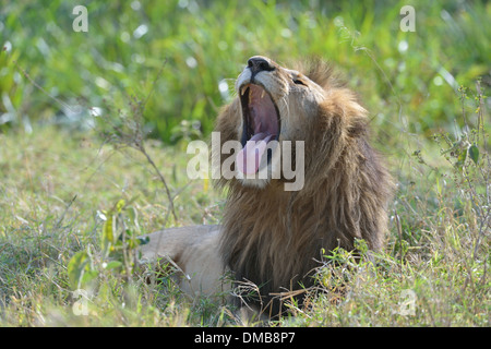 East African Lion - Massai-Löwe (Panthera Leo Nubica) männlichen Gähnen Masai Mara - Kenia - Ostafrika Stockfoto